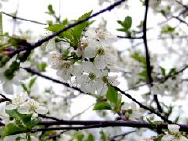Balvu muižā notiks Ģimenes dienai veltīts pasākums