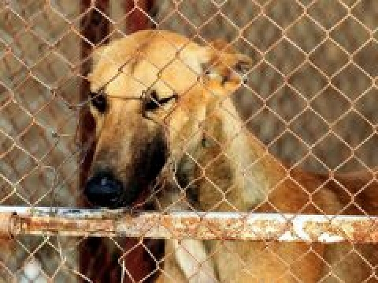 Pie Atmodas un Asteru ielas krustojuma izveidots suņu pastaigu laukums