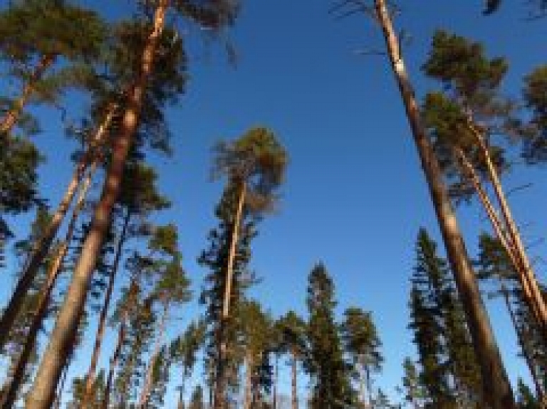 Tērvetes dabas parkā atklās virvju un koka konstrukciju Gaisa takas