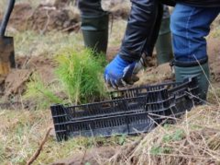 Sākas akcija "Iestādi pats savu koku Preiļu parkā!"