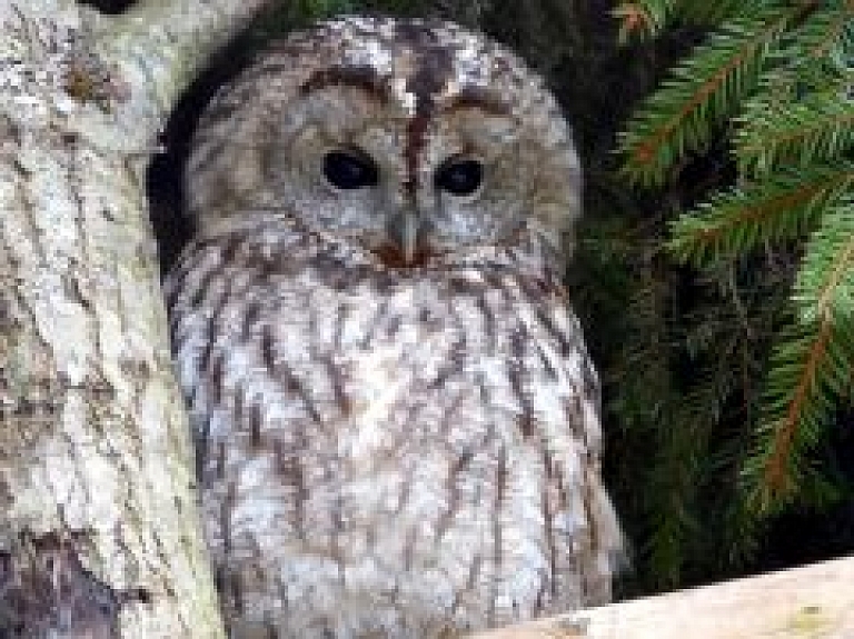 Aicina iepazīt Līgatnes dabas takās mītošos putnus