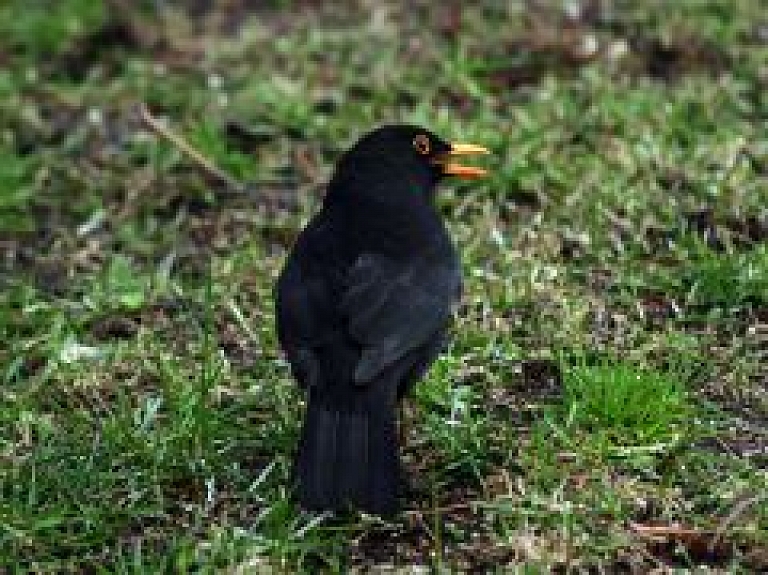 Jaunpiebalgas novadā norisināsies nometne "Gribu būt ornitologs!"