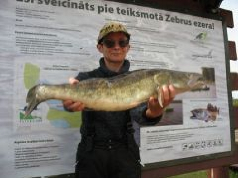 Zebrus ezerā aicina ķert zandartus, Lielauces ezerā - līdakas