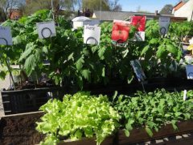 Daugavpilī un Špoģos darbu sāks Zaļie tirdziņi