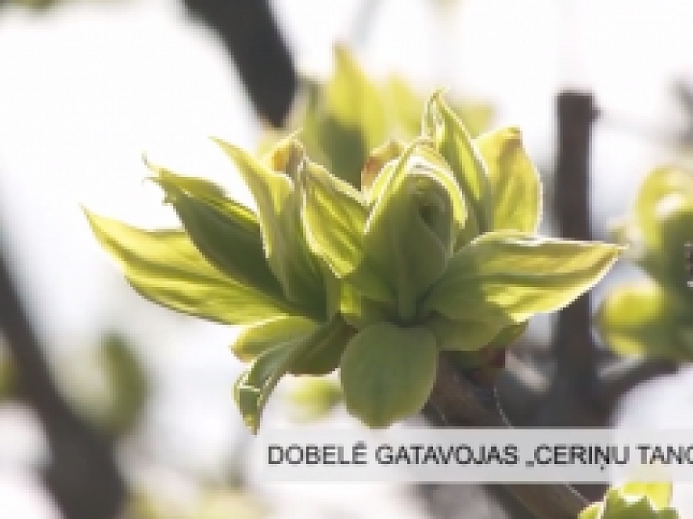 Latgales Reģionālā TV: Dobelē gatavojas "Ceriņu tango"