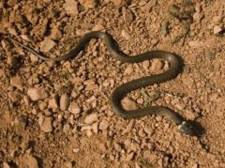 VUGD Daugavpilī saņem izsaukumu par pagalmā ieklīdušu čūsku