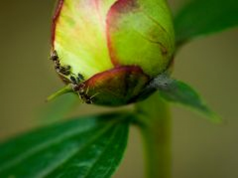 Bioloģisks insekticīds laputu atbaidīšanai