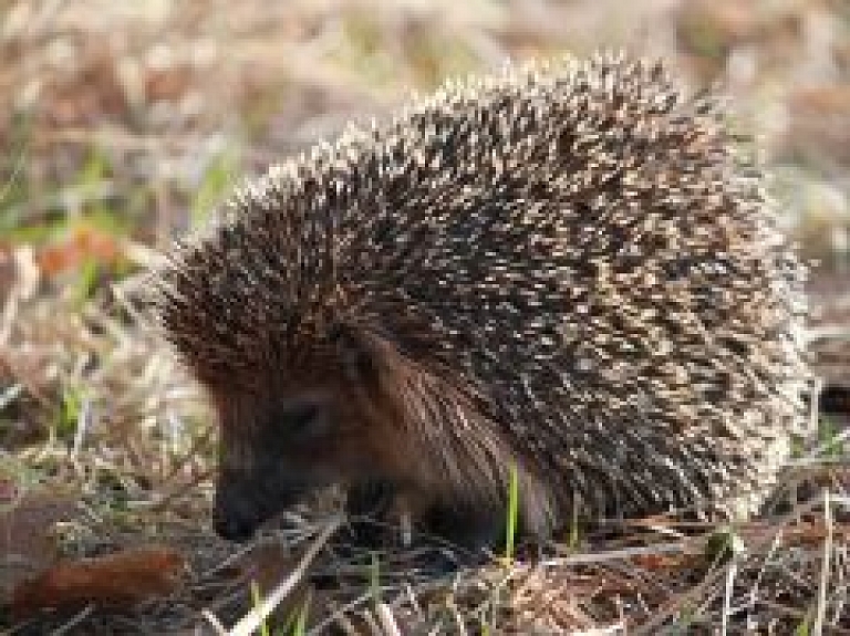 Ugunsdzēsēji Daugavpilī palīdz ezim izkļūt no dziļas akas