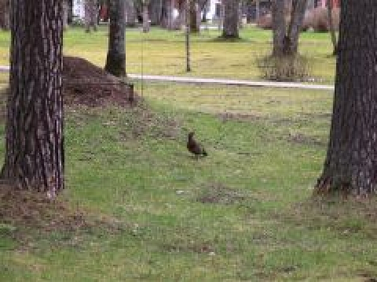 Strenču psihoneiroloģiskās slimnīcas parkā manīts mednis