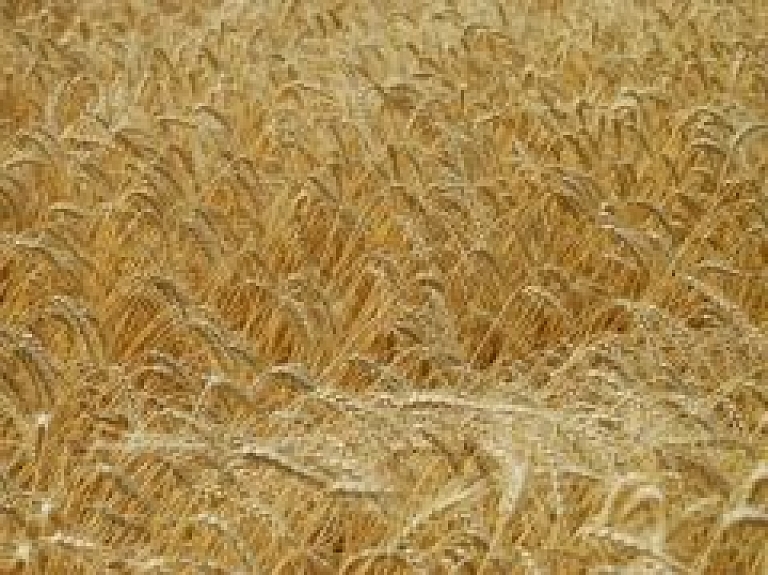 LLU organizē kursus par jaunu graudaugu pārstrādes produktu izveidi