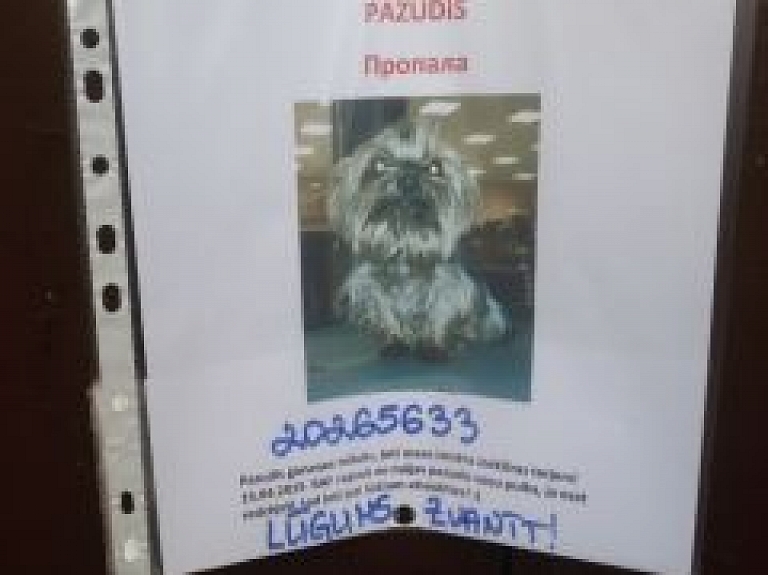 RAF masīvā meklē Jorkšīras terjera puiku