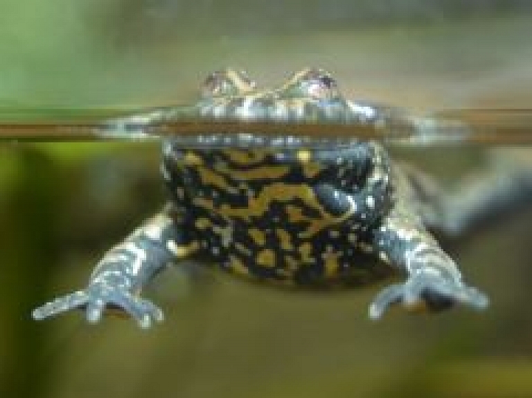 Zoodārzs aicina uz Latvijas abinieku un rāpuļu dienām