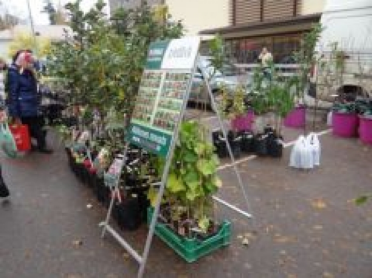 Viļakas novadā notiks augļu koku, krūmu un stādu tirdzniecība