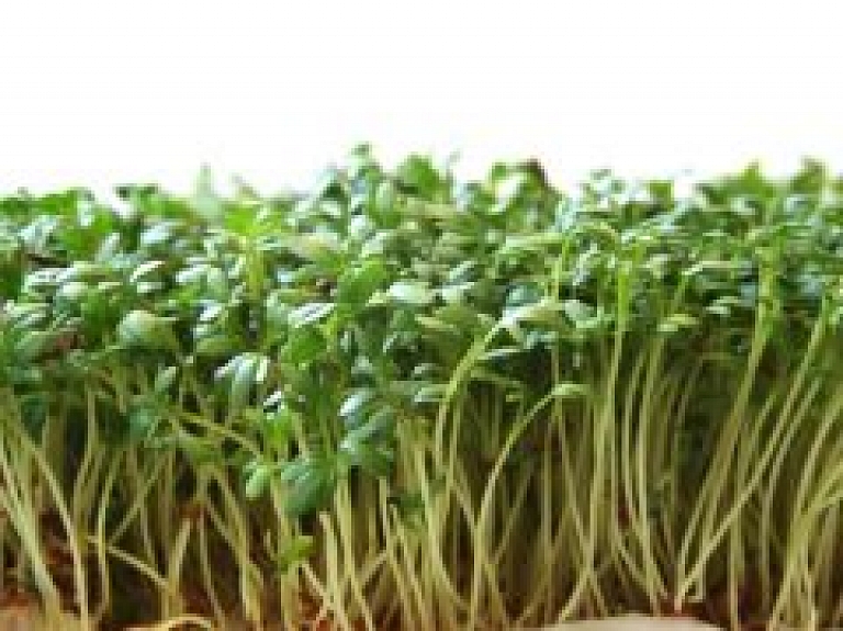 Straupes tirdziņā notiks "Asnu diedzēšanas darbnīca"