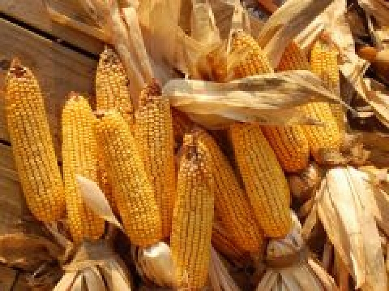 Aicina izteikt viedokli par ģenētiski modificēto kultūraugu audzēšanu