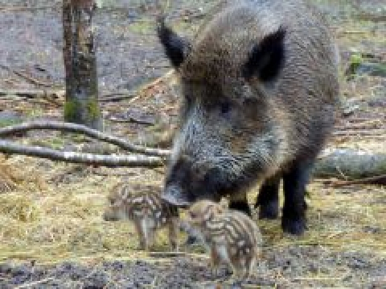 Līgatnes dabas takās pirmo reizi piedzimuši meža cūku mazuļi