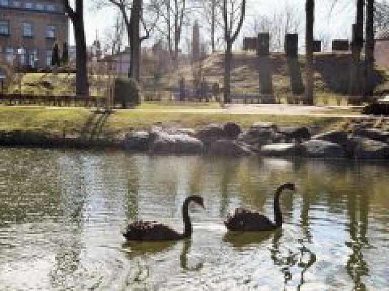 Cēsīs atgriezušies melnie gulbji