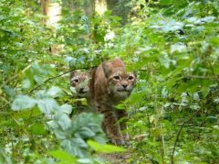 Līvu bibliotekā izskanēs "Amatas stāstu" turpinājums