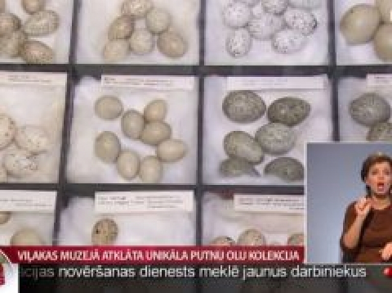 Viļakas muzejā unikāla putnu olu kolekcija