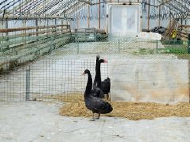 Cēsu gulbji pilsētas parkos atgriezīsies pēc Lieldienām