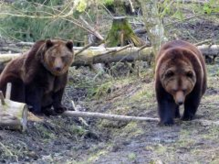 Līgatnes dabas taku lāču puikām - 20.dzimšanas diena