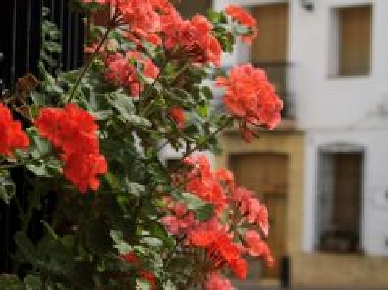 Vasaras puķu stādiem Jelgavā tērēs 28 tūkstošus eiro