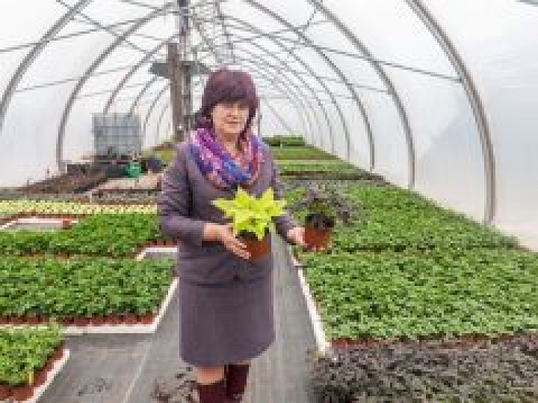 Jūrmalas rotāšanai izaudzēti 22 000 puķu stādi