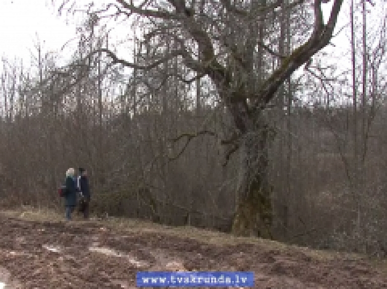 Skrundas TV: Latvijā dižākā mežābele - Skrundas novadā
