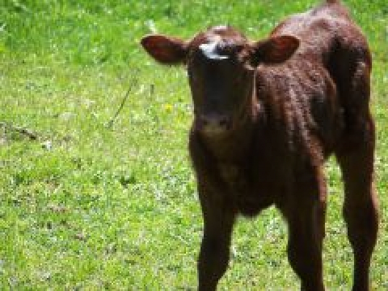 Piena bullēni palikuši bez atbalsta, tas negatīvi ietekmēs Latvijas lauku attīstību