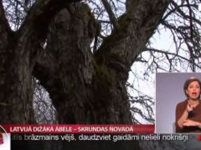 Latvijā dižākā ābele - Skrundas novadā