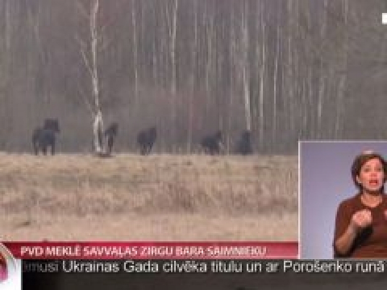 PVD meklē savvaļas zirgu bara saimnieku