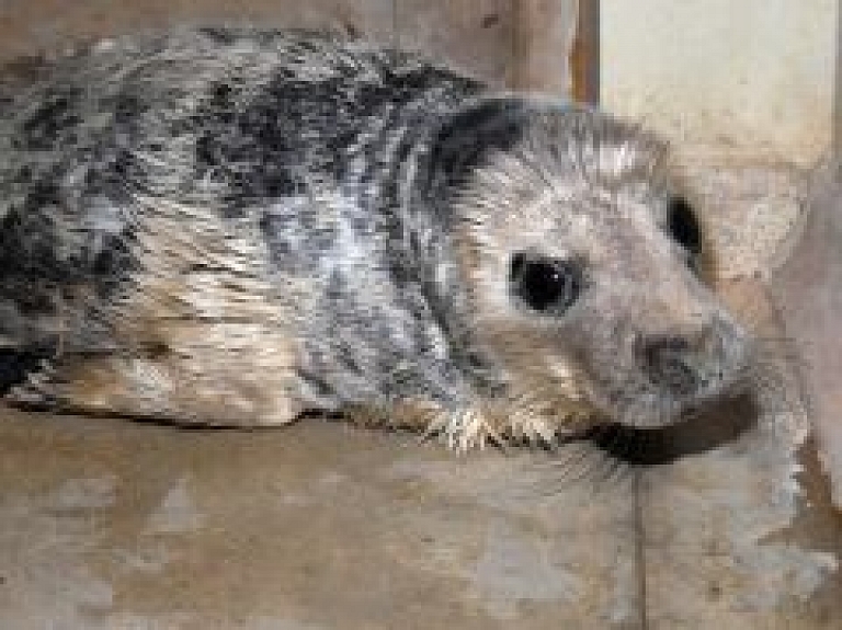 Uz zoodārzu nogādā Jūrmalā atrasto ronēnu