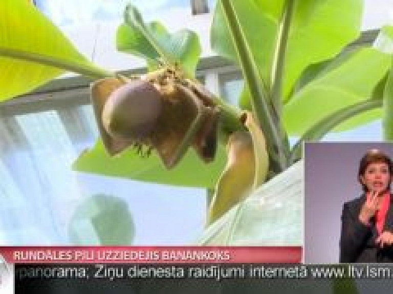 Rundāles pilī priecīgi par banānkoka uzziedēšanu