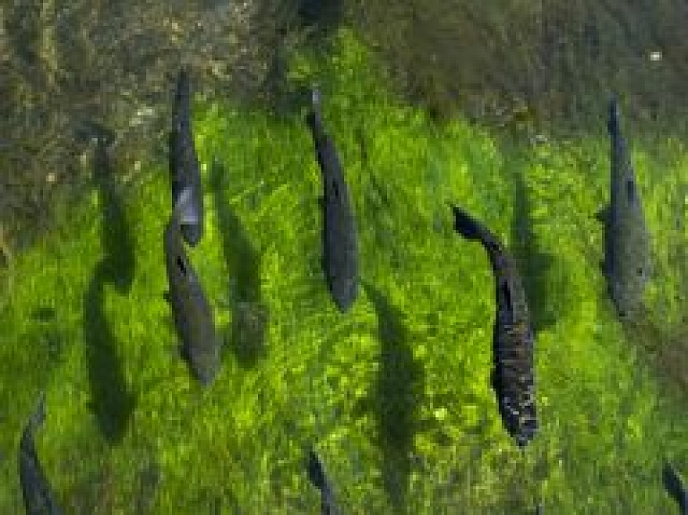 Balvu novadā Pērkonu un Balvu ezerā plāno palielināt zivju resursus