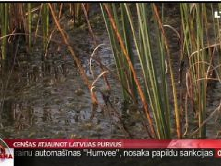 Cenšas atjaunot Latvijas purvus