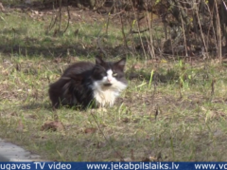 Vidusdaugavas TV: Jēkabpils pilsētas pašvaldība aicina reģistrēt savus mājdzīvniekus