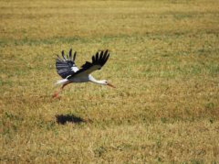 Latvijā netipiski agri manīts baltais stārķis