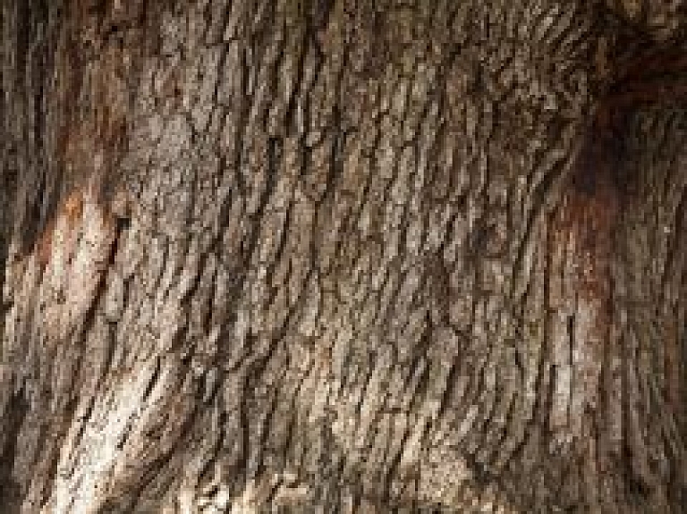 Kuldīgas novadā papildina kārtību, kādā veicama koku ciršana ārpus meža