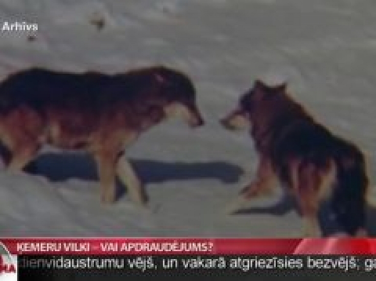 Ķemeru vilki - vai apdraudējums?