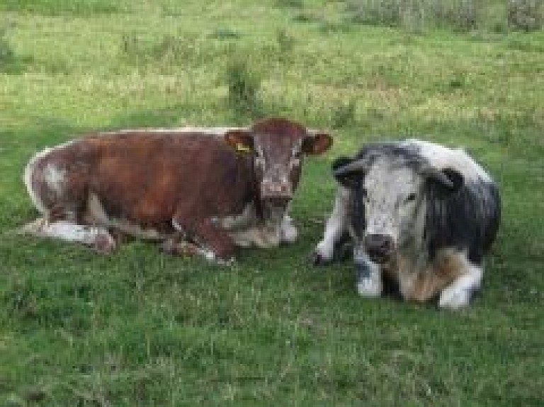 Krāslavā notiks mācības par gaļas liellopu audzēšanu