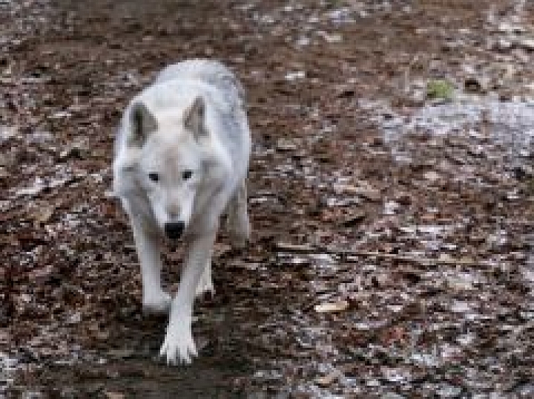 Laikraksts: Ķemeru nacionālajā parkā mītošie vilki kļūst par arvien lielāku problēmu iedzīvotājiem