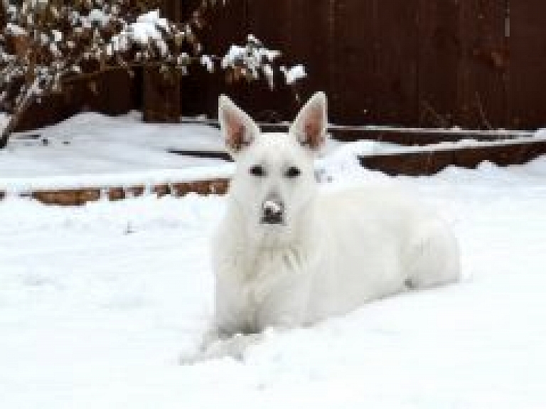 Visbiezākā sniega sega joprojām Alūksnē