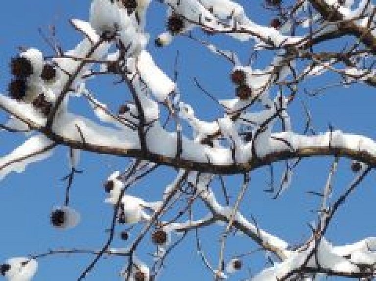 Latgalē sniega sega ir aptuveni septiņi centimetri