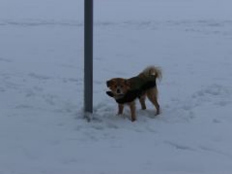 Visbiezākā sniega sega ir Alūksnē