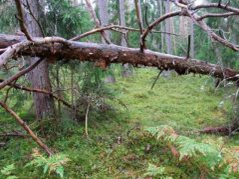 Darba inspekcija sāk tematiskās pārbaudes kokapstrādes un mežizstrādes uzņēmumos