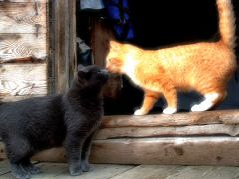 Suņiem un kaķiem veterinārajās klīnikās izsniegs jauna parauga ES pases