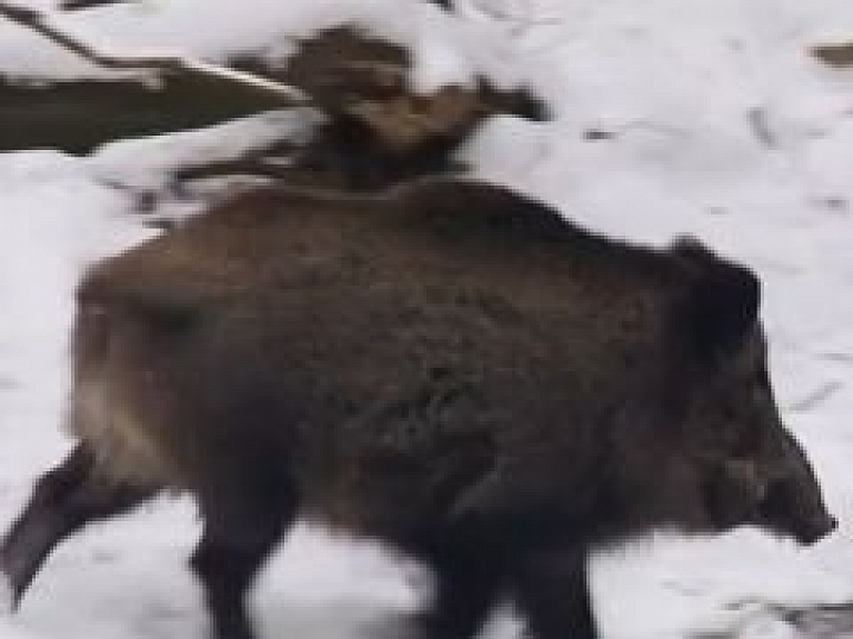 Āfrikas cūku mēris izplatās mežacūku populācijā