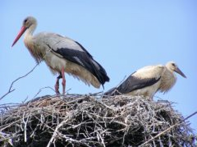Stārķu populācija Latvijā patlaban nav apdraudēta