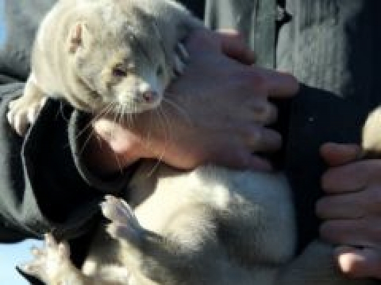 10 000 pilsoņu parakstīto kažokzvēru audzēšanas aizlieguma ideju Saeimā palīdz iesniegt "ūdele"