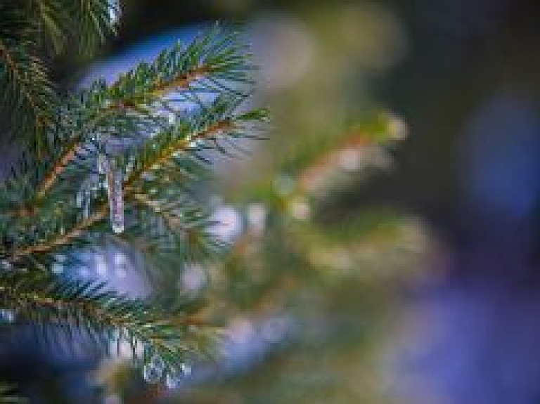 Sestdien Jūrmalā notiks svētku egles iedegšana un citi pasākumi